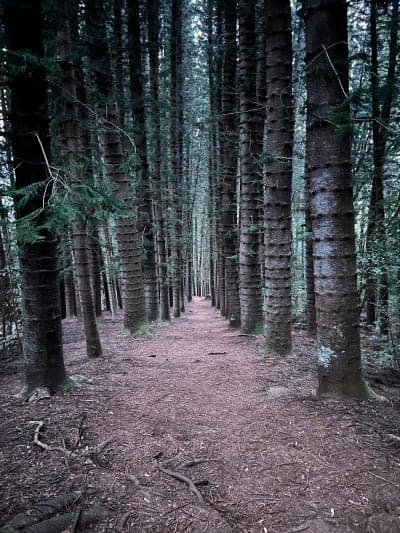 Nounou Forest Reserve / Kuamoʻo-Nounou Trail