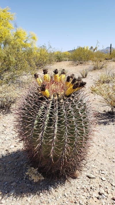 Organ Pipe Cactus National Monument