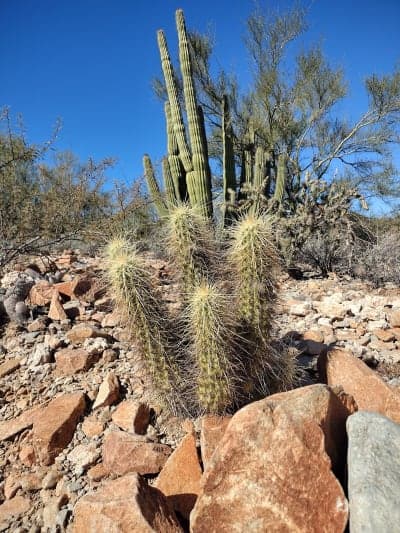 Organ Pipe Cactus National Monument