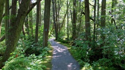 Pachaug State Forest