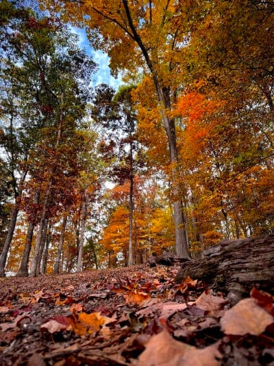 Panther Creek State Park