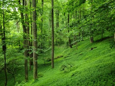 Patapsco Valley State Park - McKeldin Area