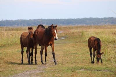 Paynes Prairie Preserve State Park