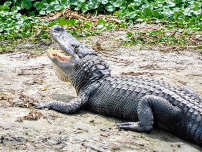 Paynes Prairie Preserve State Park