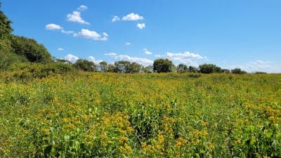 Peeler Park Equestrian Trails