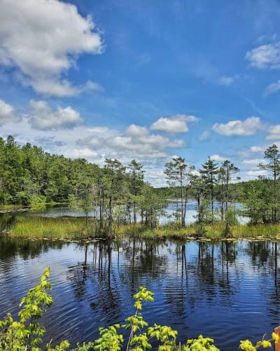 Penn State Forest