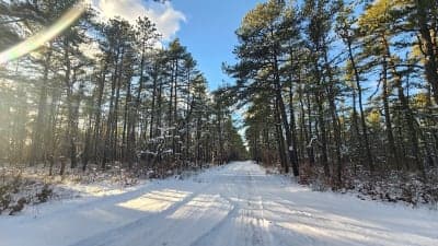 Penn State Forest
