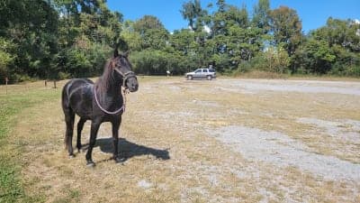 Peeler Park Equestrian Trails