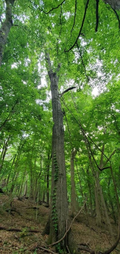 Percy Warner Park Equestrian Trails
