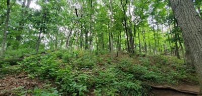 Percy Warner Park Equestrian Trails