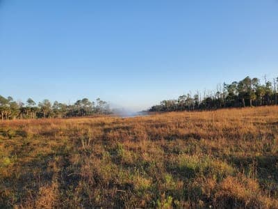 Picayune Strand State Forest