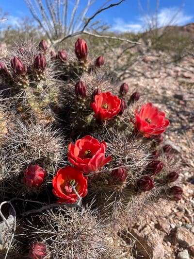 Picacho Peak Recreation Area