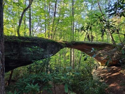 Pickett CCC Memorial State Park & Pickett State Forest