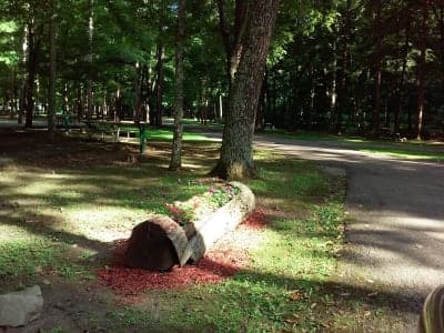 Pike State Forest