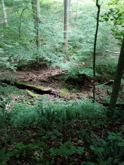 Pike State Forest