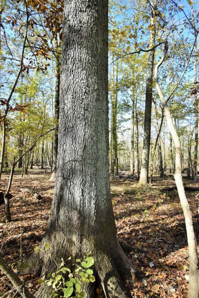 Pike State Forest