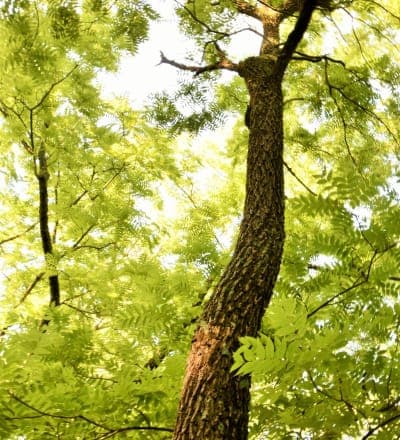 Pike State Forest