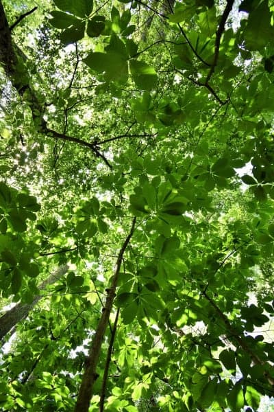 Pike State Forest