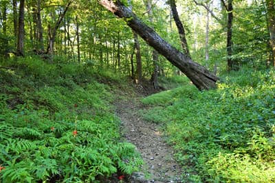 Pike State Forest