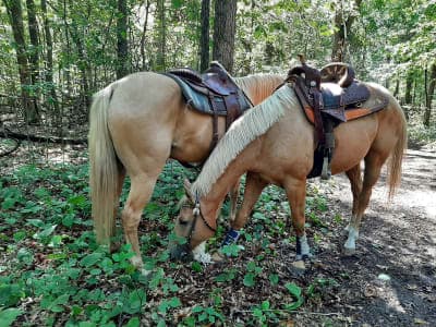 Pillsbury State Forest / Walter E. Stark Horse Campground