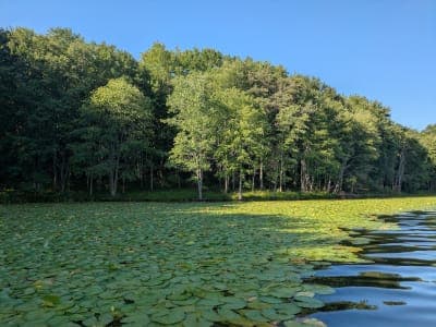 Piney Run Park