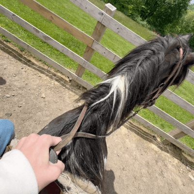 Pipestem Horse Camp and Trail