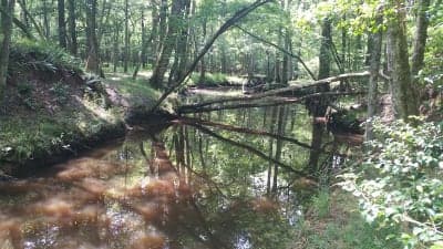 Pocomoke State Forest