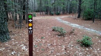 Pocomoke State Forest
