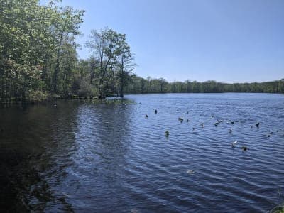 Pocomoke State Forest