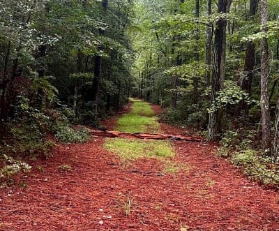Pocomoke State Forest