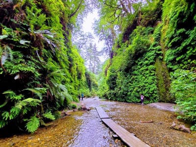 Prairie Creek Redwoods State Park