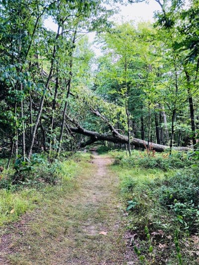 Ramapo Mountain State Forest