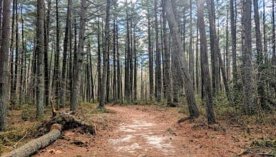Redden State Forest