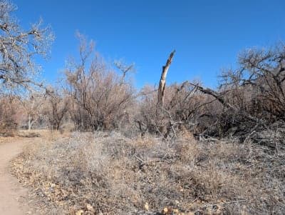 Rio Grande Valley State Park / Paseo del Bosque Trail