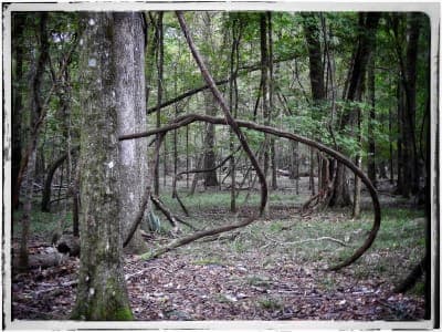 River Rise Preserve State Park