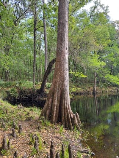 River Rise Preserve State Park
