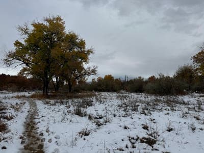 Rio Grande Valley State Park / Paseo del Bosque Trail