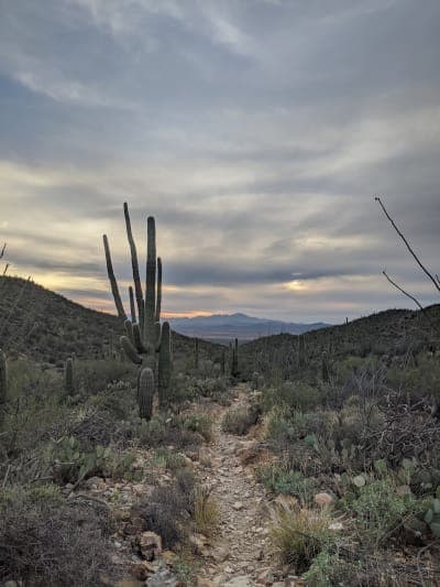 Saguaro National Park