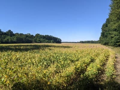 Salamonie Lake (Lost Bridge West)