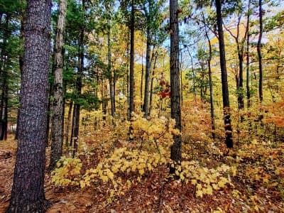 Salamonie River State Forest