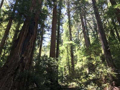 Samuel P. Taylor State Park