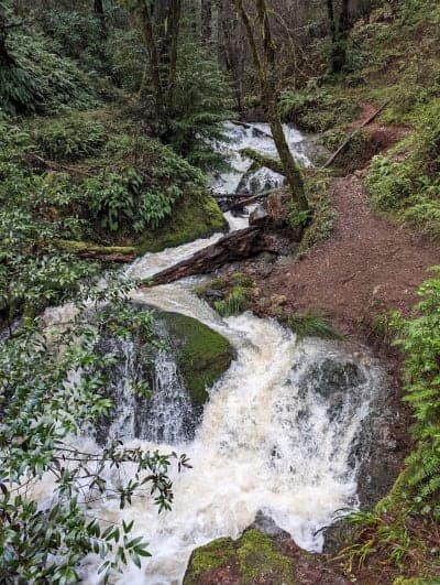 Samuel P. Taylor State Park