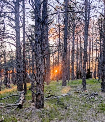 Samuel R. McKelvie National Forest