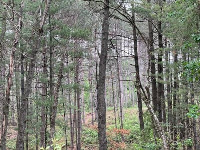 Sand Dunes State Forest / Bob Dunn Horse Campground