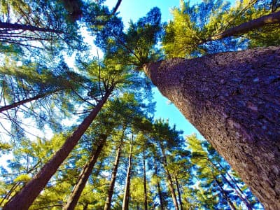 Sand Ridge State Forest