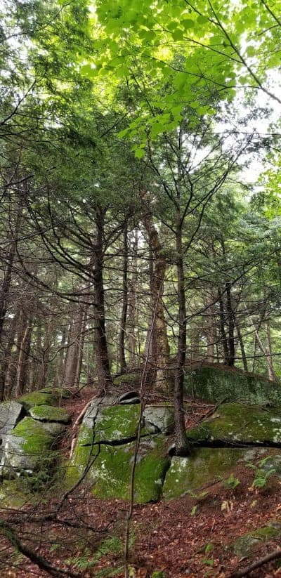 Savoy Mountain State Forest