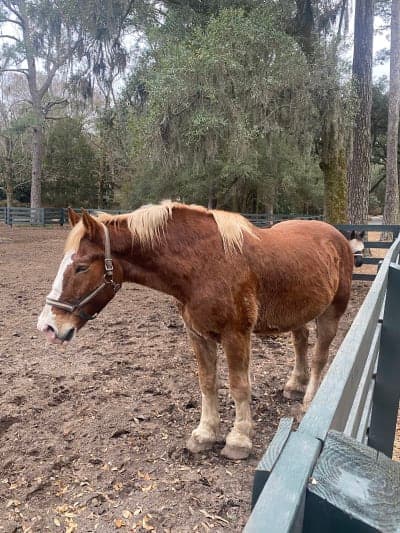 Sea Pines Forest Preserve / Lawton Stables