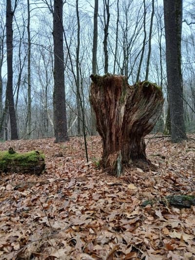 Scantic River State Park