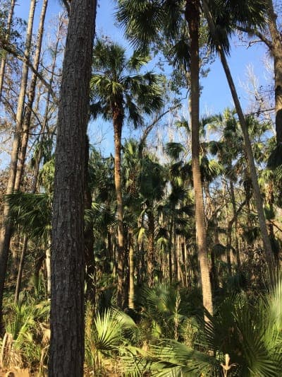 Seminole State Forest