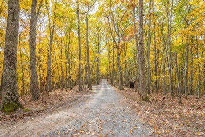 Seneca State Forest